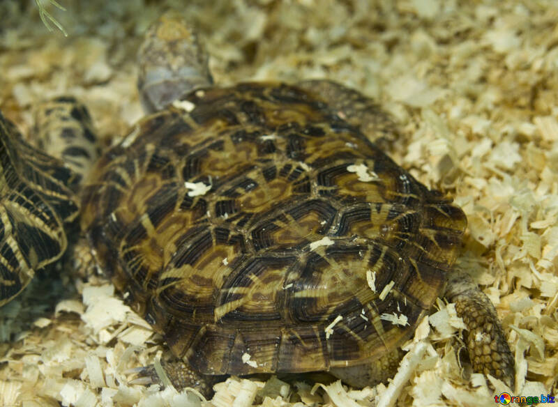 Elastic turtle №11083