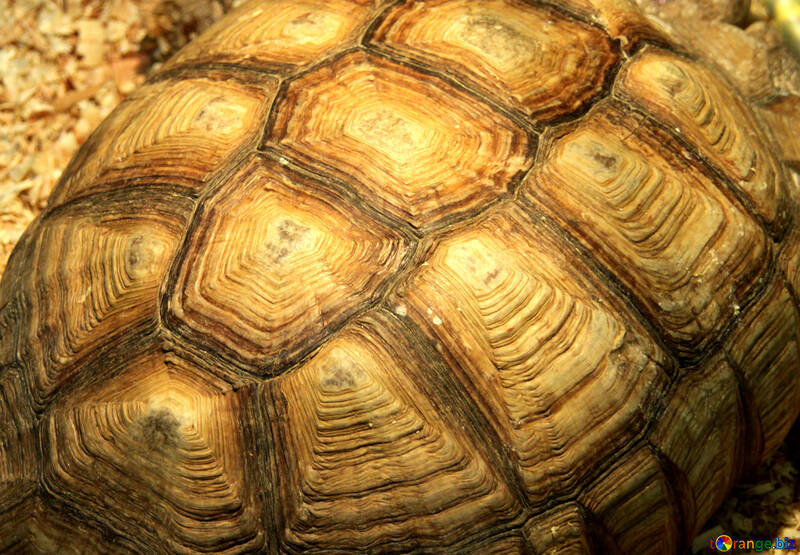 Turtle.  Texture. №11130