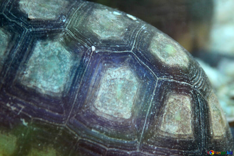 Texture.  Coal  Turtle. №11131