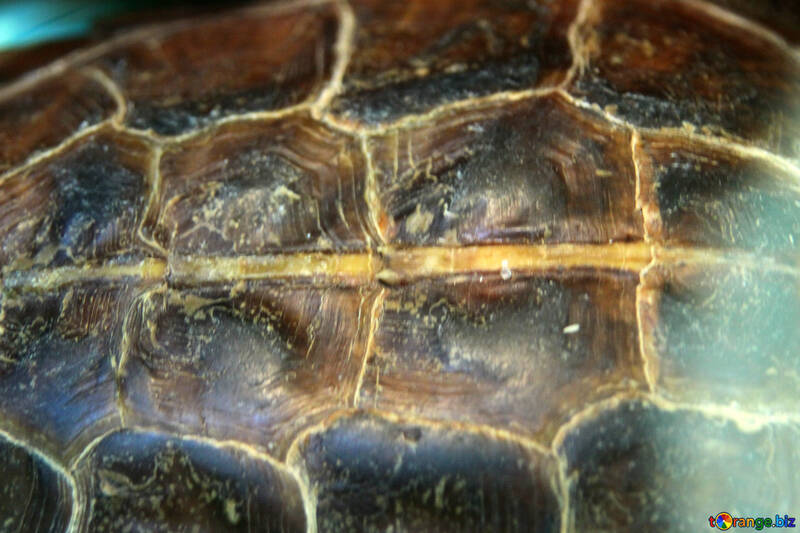 Texture musk turtle  №11158