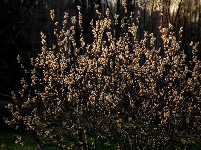 Відреставрована люксова версія Willow Early spring willow branch buds against shadowy background №12237
