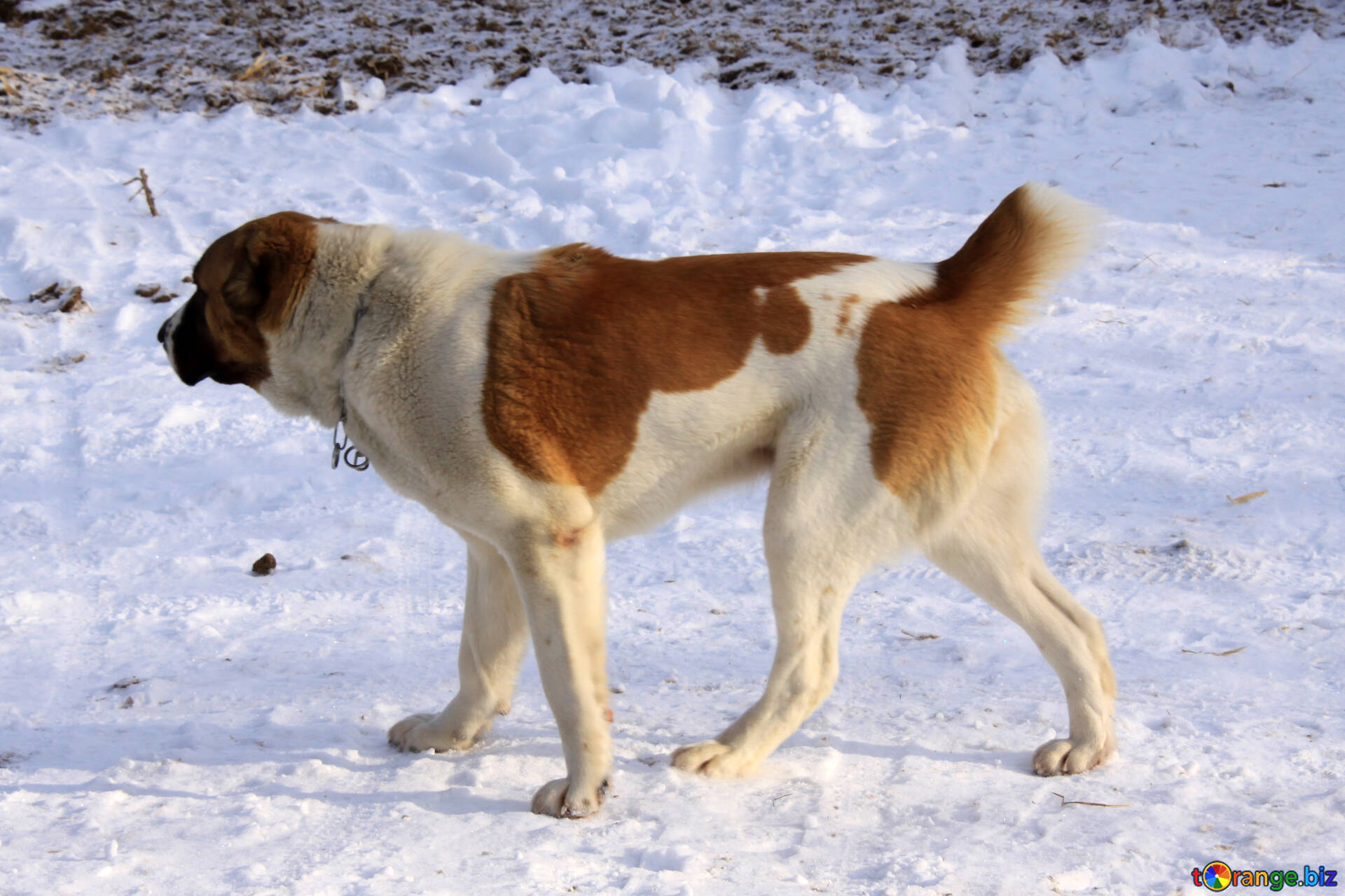 Alabai dogs image furry dog ​​and snow images dog № 12228 | torange.biz ~  free pics on cc-by license