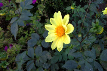 Flor amarilla de otoño №12975