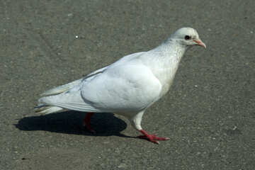 White Dove №12882