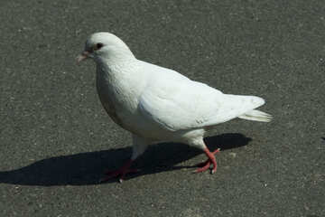 Білий голуб №12888