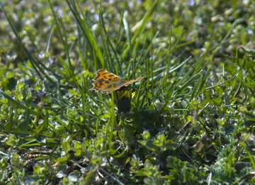 Orange Schmetterling auf Gras №12878