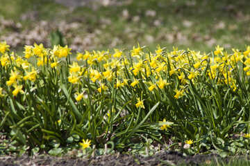 Daffodils №12826