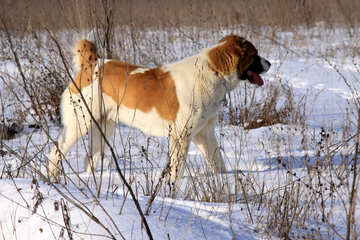 Dog in winter №12227