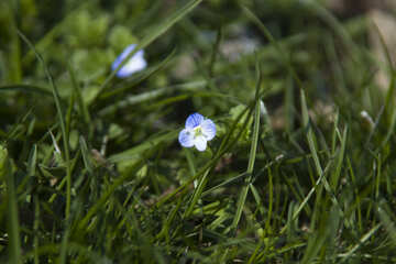 Una pequeña flor №12803