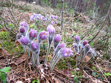 Flores de color púrpura №12667