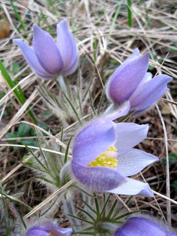 Flor lilás №12659