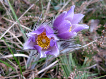 Wilde Blume №12631