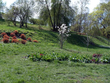 Arbre fleur solitaire