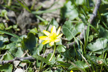 Blume gelb Wald №12789