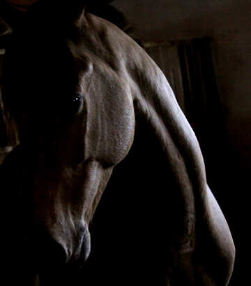 Horse in the dark