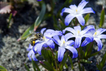 Honeybees №12785