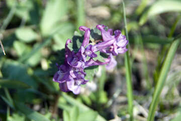 Champ Hyacinth №12899