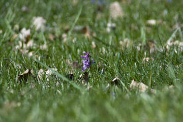 Мишачий гіацинт в траві №12754