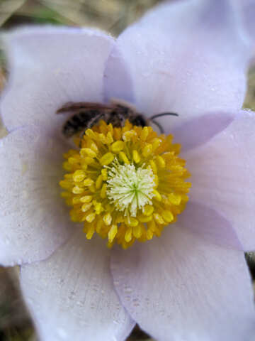 Bee in flower №12633