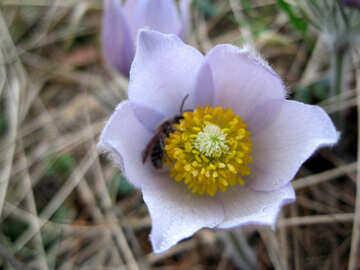 Bee in flower №12660