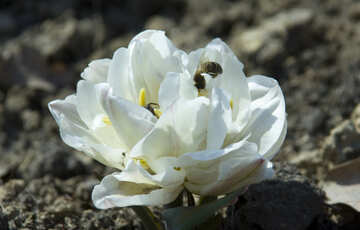 Bee in flower №12843
