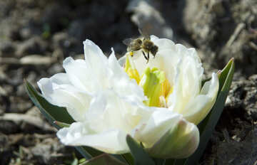 Бджола на квітці №12846