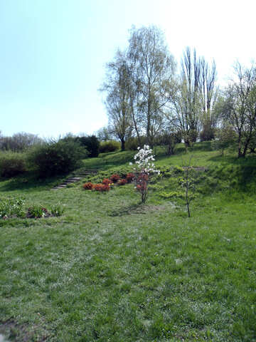 Flowering bush on the slope №12916