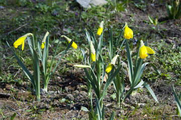 Fleur de Narcisse №12791