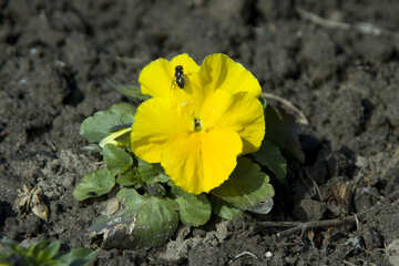 Pequeña flor amarilla №12760