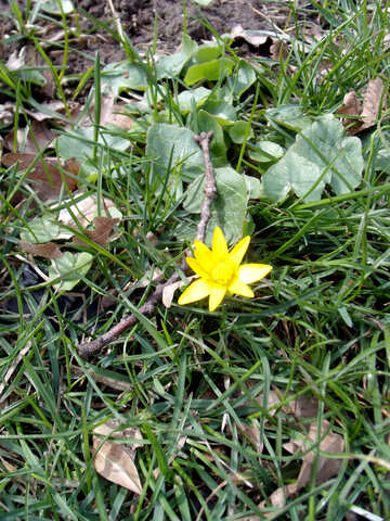 Spring flower №12203
