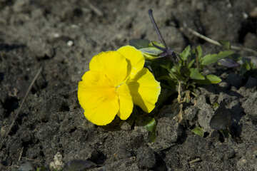 Squat yellow flower №12873