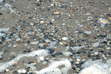 Broken shells on the beach №12725