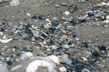 Shells in the surf №12699