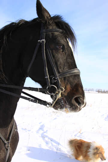 Pferd Hund Schnee №12226