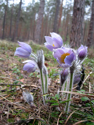 Blumen im Wald №12665