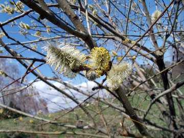 Willow fiori №12240