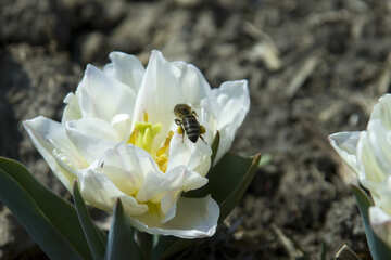 A bee on tulip №12870