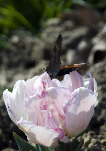 Butterfly on tulip №12793
