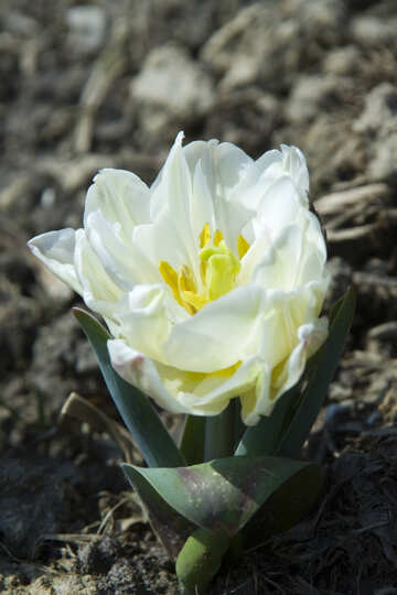 Tulip esponjosa №12813