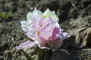 Tulipán rosa suave y esponjosa №12821
