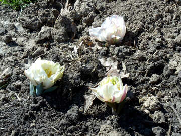 Brotes de tulipán №12213