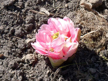 De la tierra de los tulipanes №12201