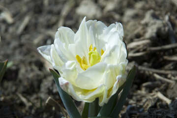 Tulipán de Terry №12900