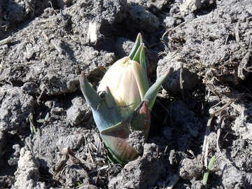 Une jeune tulipe №12212