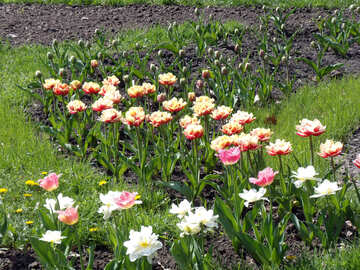 Dessin de tulipes №12922