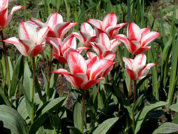 Tulipanes rojos y blancos №12925