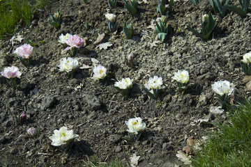 Tulipes blanches dans le parterre de fleurs №12808