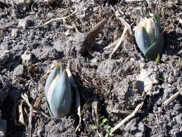 Tulipani in terra №12208