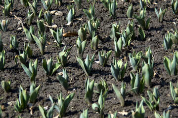 Sprouted tulips №12745