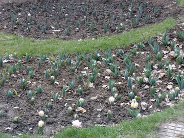 Tulipanes blancos №12200